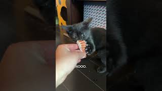 My void won’t share his sushi 🍣😭 fosterkitten blackcat grrr cutekittens sushi sushilover [upl. by Blasien]