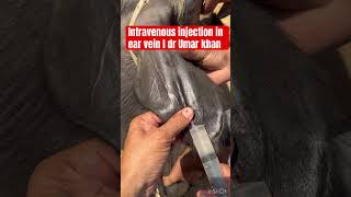 Intravenous injection in ear vein l dr Umar khan [upl. by Laflam489]