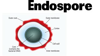 Endospore formation in bacteria animation [upl. by Iras]