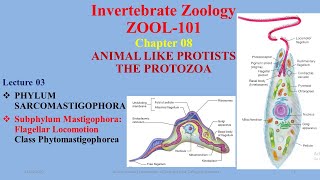 Class Phytomastigophora Didinium Volvox Euglena Red sea [upl. by Goldenberg272]