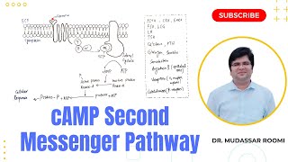 cAMP 2nd Messenger  Signal Transduction  Adenyl Cyclase Pathway  Gs Mechanism  Hormone Action [upl. by Cesare]