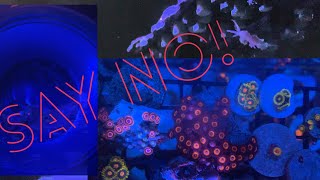 NUDIBRANCH BERGHIA AIPTASIA KILLER SALTWATER AQUARIUM CORAL REEF TANK UPDATE [upl. by Ayaet677]