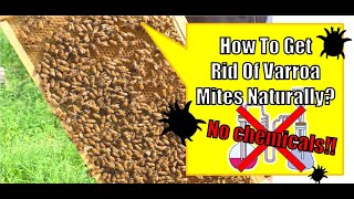 How To Get Rid Of Varroa Mites Naturally National Beekeeping Research and Development Institute [upl. by Olympie]