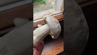 Entoloma sinuatum “il perfido” ❌ Pillole di Micologia Conoscere i funghi Giacomo Jack Isp Micologo [upl. by Ecar]