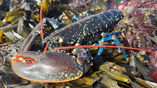 Coastal Foraging amp Rockpooling in ROUGH WEATHER  Lobster Crabs and Sea Creatures  The Fish Locker [upl. by Teerprug]