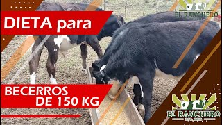 DIETA para Becerros de 150 kg [upl. by Ecnahs]