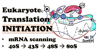 Eukaryotic Translation INITIATION  80S ribosome assembly steps  Initiation factors in mRNA loading [upl. by Anitsihc]