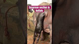 Cesarean section l Dystokia l difficulty in birth l dr Umar khan [upl. by Marco879]