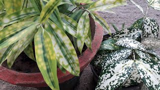 Dracaena surculosaGold dust dracaena plant care in malayalam [upl. by Araf]