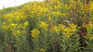 Guldenroede Solidago Virgaaureawmv [upl. by Ambrosio377]