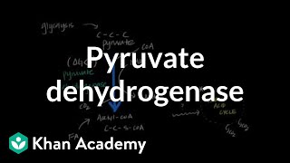 Regulation of Pyruvate Dehydrogenase [upl. by Nerw]