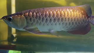 Gold Arowana tanning light diy [upl. by Nivan418]