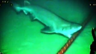 Sharks are Attacking the Internet [upl. by Quintin]