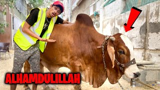 ALHAMDULILLAH Zindagi Ka Pehla Janwar Khareed lia 😍 cow ka naam content rakh dya 😜 DOOGS LIFE [upl. by Aihsile]