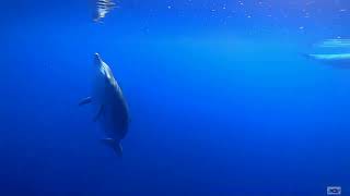 Gervais beaked whales [upl. by Bunny]