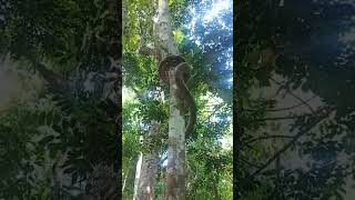 Reticulated Python Climbing Tree [upl. by Oslec323]