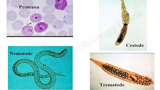 Introduction to Medical Parasitology lecture [upl. by Nywled]