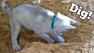 Siberian Husky Puppy learns to DIG [upl. by Naves]