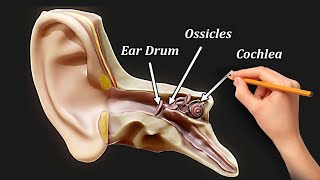 Structure and Function of EAR MORE THAN HEARING [upl. by Eli]