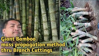 Giant Bamboo Dendrocalamus Asper Mass Propagation Method [upl. by Everard]