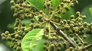 Vidanga Embelia ribes powerful antiparasitic herbs of Ayurveda [upl. by Ahsihat446]