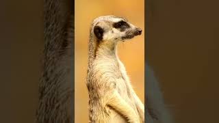 FUNNY MEERKAT VIDEO [upl. by Arlie706]