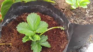 tips Budidaya Strawberry hidroponik  How to plant hydroponics [upl. by Aneelas]