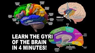 GYRI OF THE BRAIN  LEARN IN 4 MINUTES [upl. by Auahsoj]