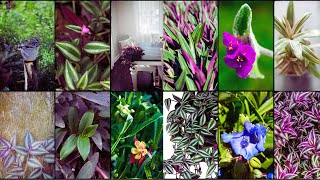 TRADESCANTIA VARIETIES  Plants Weekly [upl. by Aikemat]