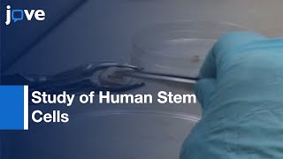 Analysis of Human dental pulp Stem Cells  Protocol Preview [upl. by Ilona]