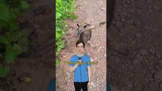 Beware the anteater comedy music parody of maneater by nellyfurtado 00smusic [upl. by Enitram94]