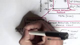 Cardiology  Heart Physiology II Muscle contraction and Pacemaker activity [upl. by Vashtee]