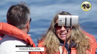 PUNTA BALLENA · AVISTAJE DE BALLENAS · PUERTO PIRÁMIDES · CHUBUT [upl. by Doig]