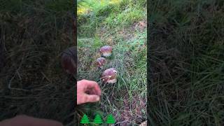 🌲🍄🌲🍄🤩🔥mushroom boletus nature porcini fungi boletusedulis грибы pilze грибочки [upl. by Slyke75]