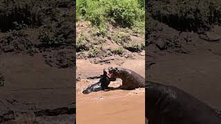 Territorial hippo fight Masai Mara Kenya wildlife safarilife wildlifephotography [upl. by Nimrac501]