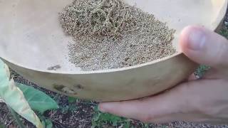 Harvesting Amaranth Seeds [upl. by Hares]