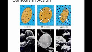 Cellular Transport Mechanisms [upl. by Wey]