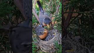 American Robin Dad Feeding Baby 🐣💕 [upl. by Carder154]