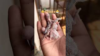 Growing up🐣🐥 budgies lovebirds birds parrot shortfeed shorts viralvideo petcare petvelog [upl. by Enalda]