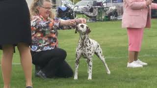 2024 Colac AM Show  Non Sporting Dogs [upl. by Annovy]