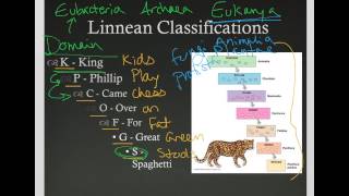 Linnaean Classification [upl. by Eirrol]