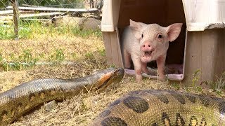 Anaconda Enters Pig PenEats Pig Extended Time Lapse x5 [upl. by Rowe159]