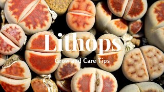 Lithops Grow and Care Tips [upl. by Ethelbert]