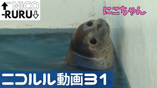 ニコルル動画31  NicoRuru Video 31 [upl. by Fulbert]