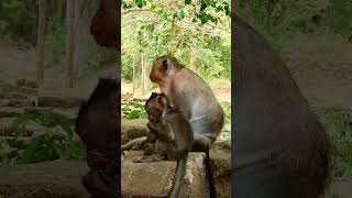 Best Video Monkeys  Funny Video 1980monkey animals monkeyangkor [upl. by Timmie]