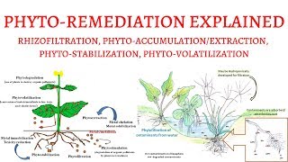 What is PhytoRemediation  Rhizofiltration PhytoExtractionVolatilizationStabilization [upl. by Sonstrom]