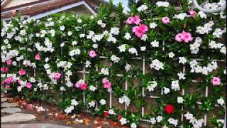 Wall of Mandevilla Vine [upl. by Belvia]