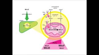 Mitochondrial reactive oxygen species in redox signaling and pathology by Mike Murphy [upl. by Taveda]