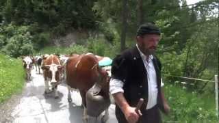 Beautiful Swiss Cows Ascend the Alps  Alp Auffahrt [upl. by Ardnahc333]