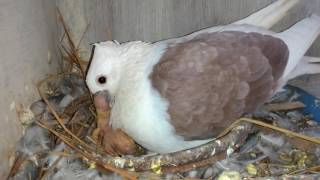 satinette pigeon feeding its 1 day old chick [upl. by Newbold567]